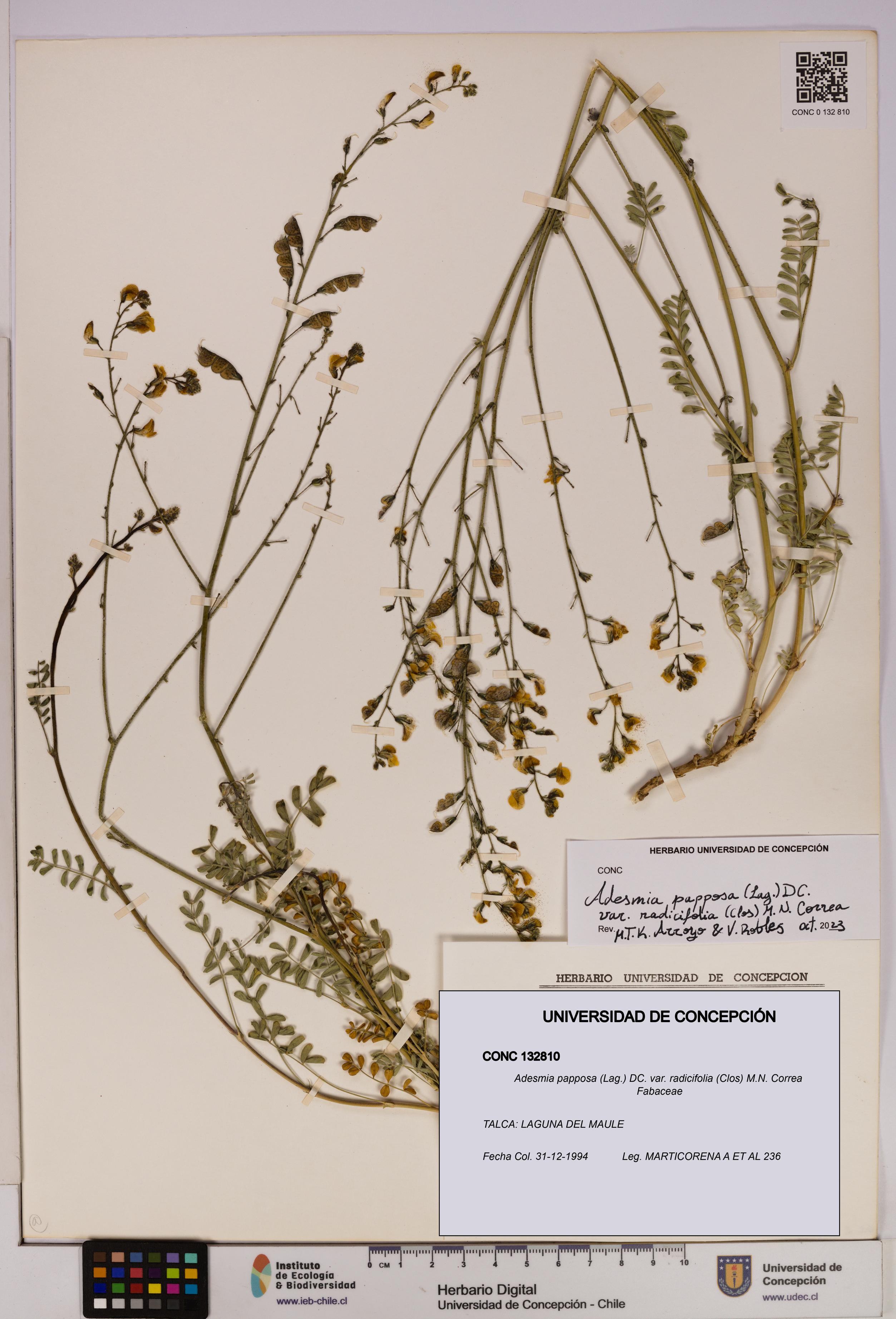 Adesmia papposa var. radicifolia [Espécimen: UDEC:CONC:0132810]