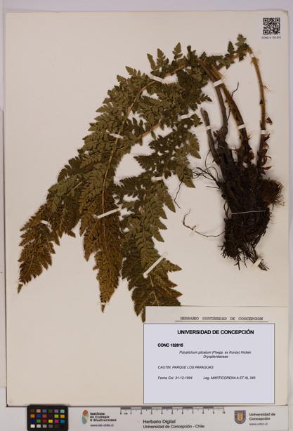 Polystichum plicatum [Espécimen: UDEC:CONC:0132815]