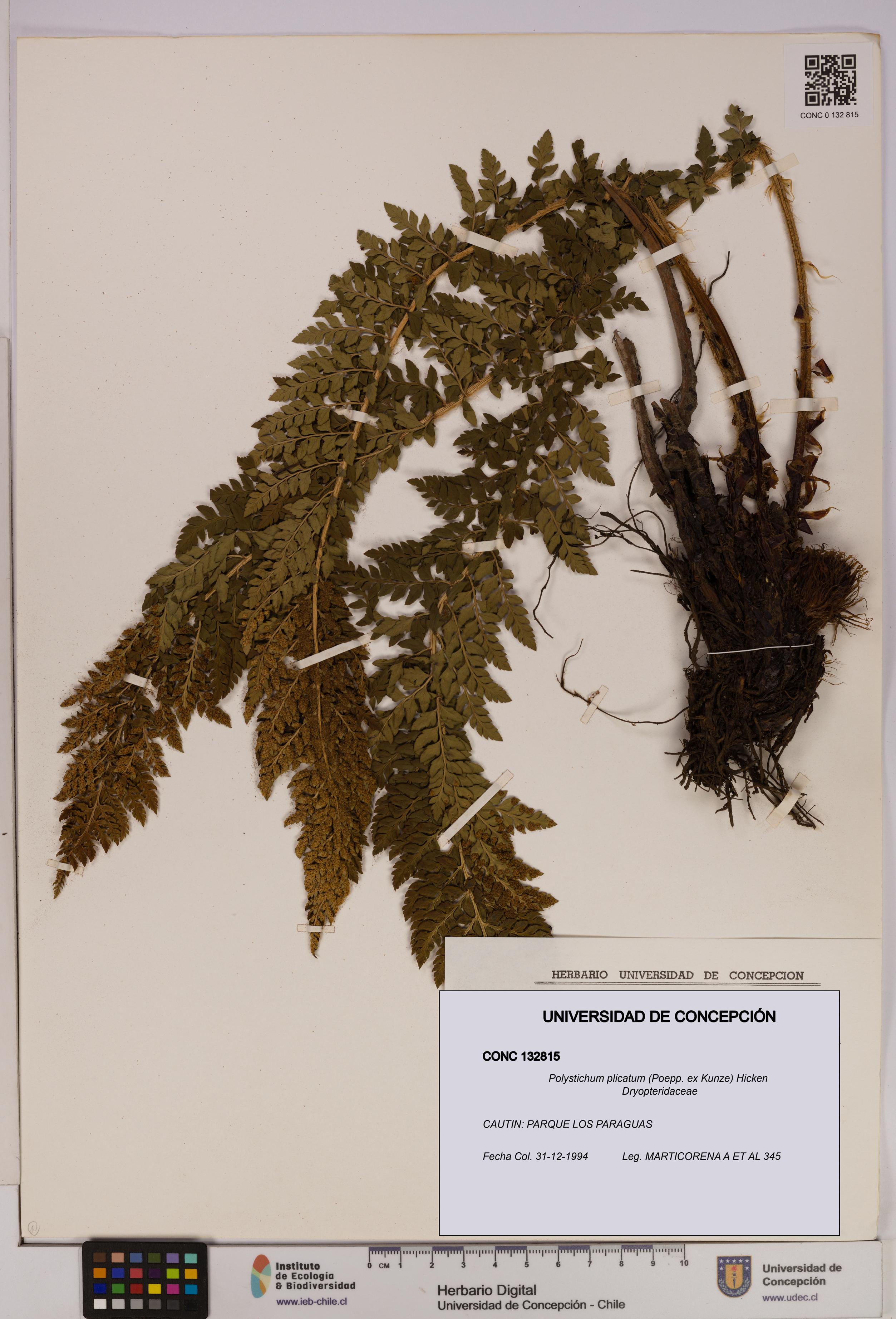 Polystichum plicatum [Espécimen: UDEC:CONC:0132815]