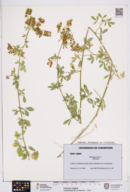 Medicago sativa [Espécimen: ]