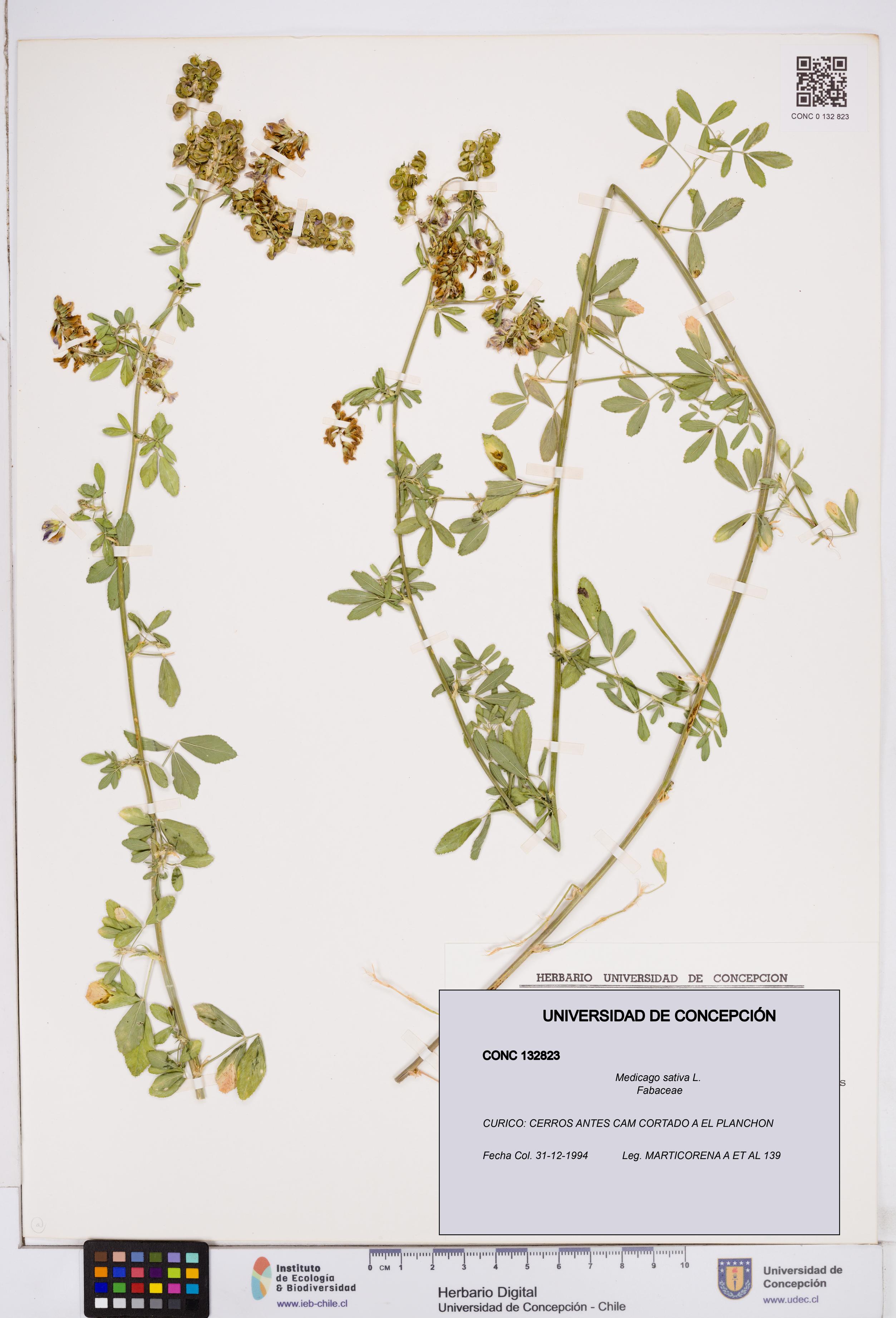 Medicago sativa [Espécimen: ]