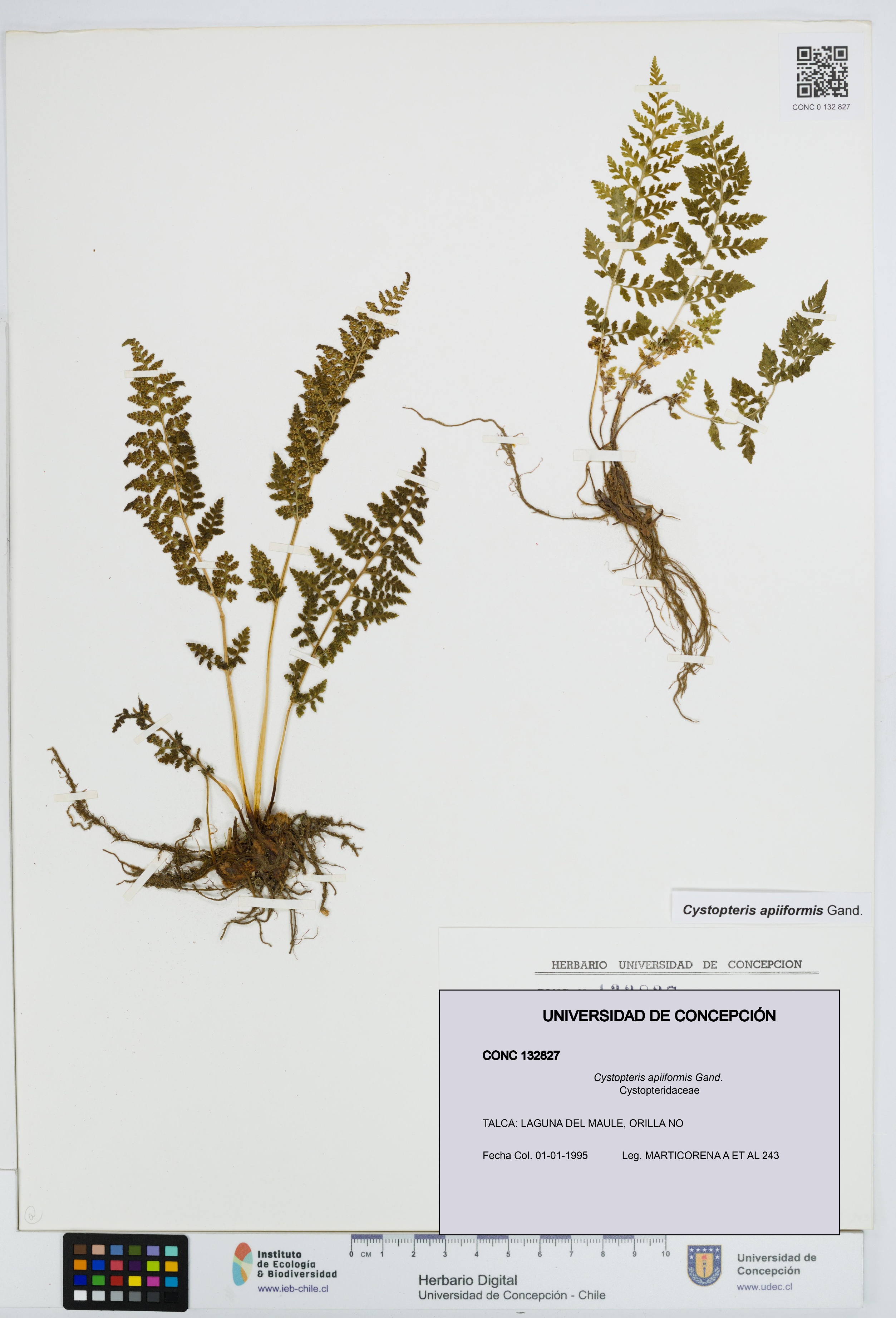 Cystopteris apiiformis [Espécimen: UDEC:CONC:0132827]