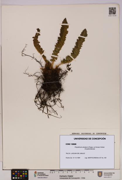Polystichum plicatum [Espécimen: UDEC:CONC:0132829]