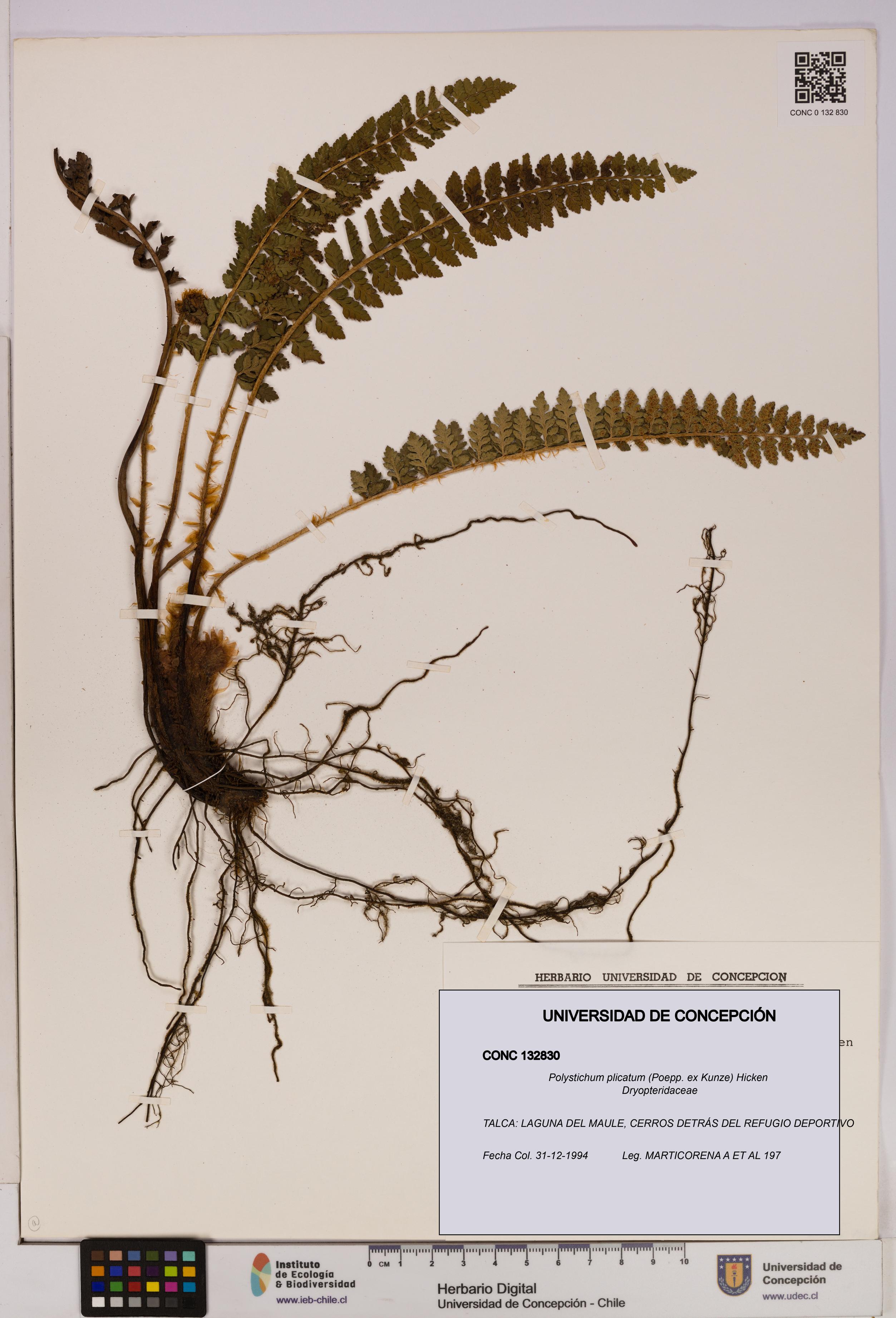Polystichum plicatum [Espécimen: UDEC:CONC:0132830]