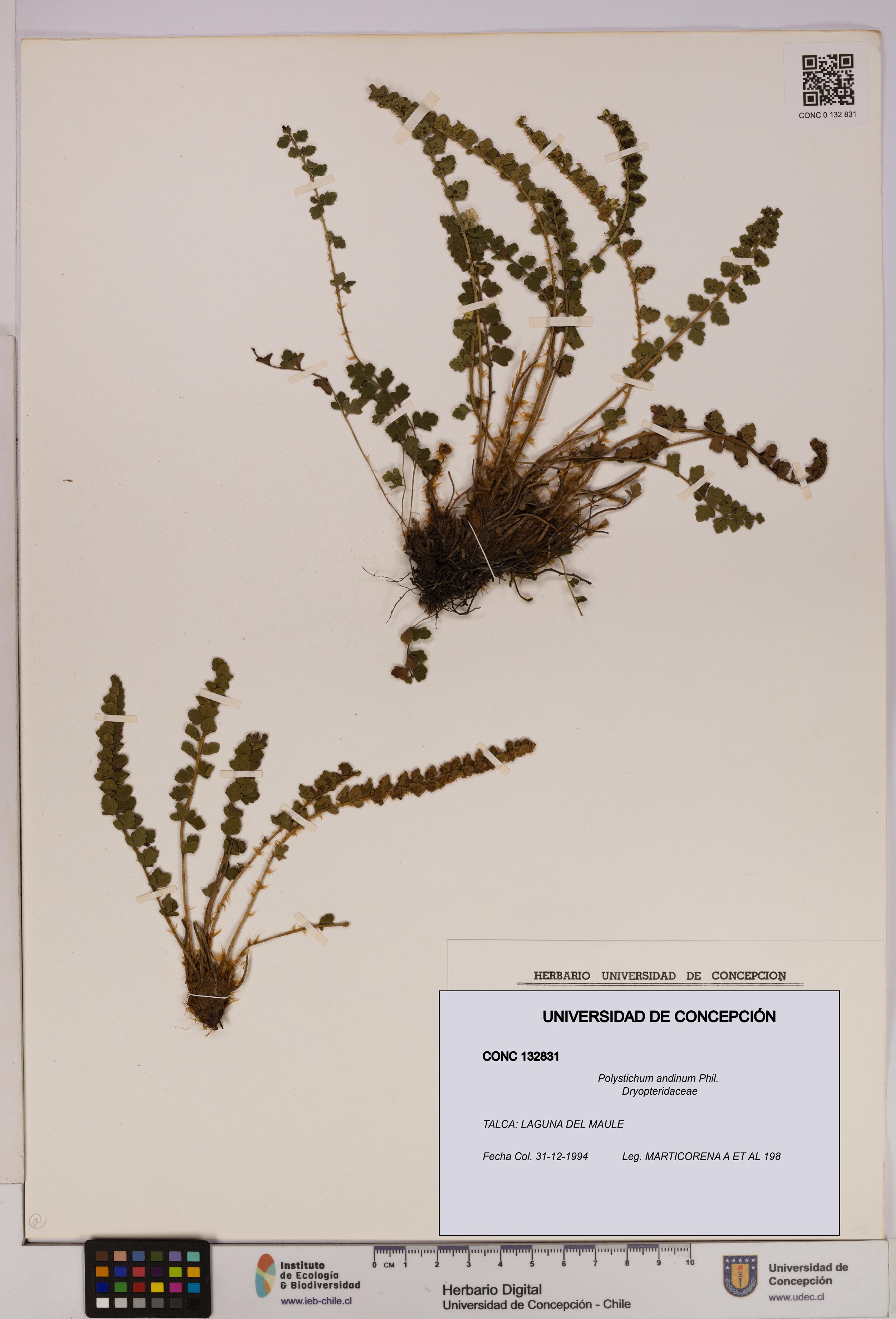 Polystichum andinum [Espécimen: UDEC:CONC:0132831]