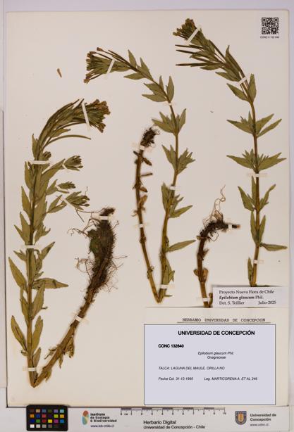Epilobium glaucum [Espécimen: UDEC:CONC:0132840]