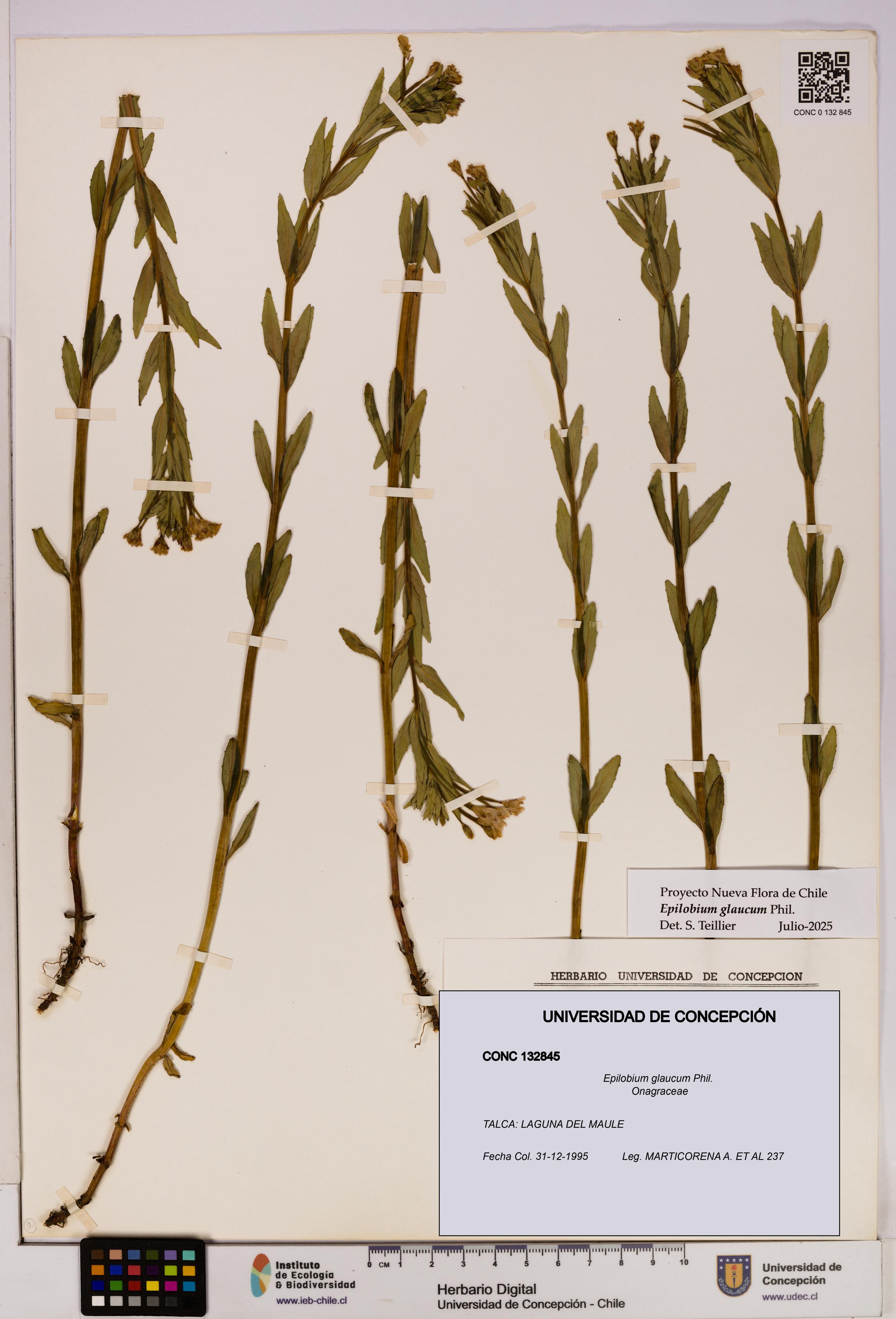 Epilobium glaucum [Espécimen: UDEC:CONC:0132845]