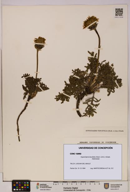 Hypochaeris tenuifolia [Espécimen: UDEC:CONC:0132852]