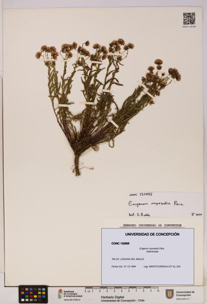 Erigeron myosotis [Espécimen: UDEC:CONC:0132855]