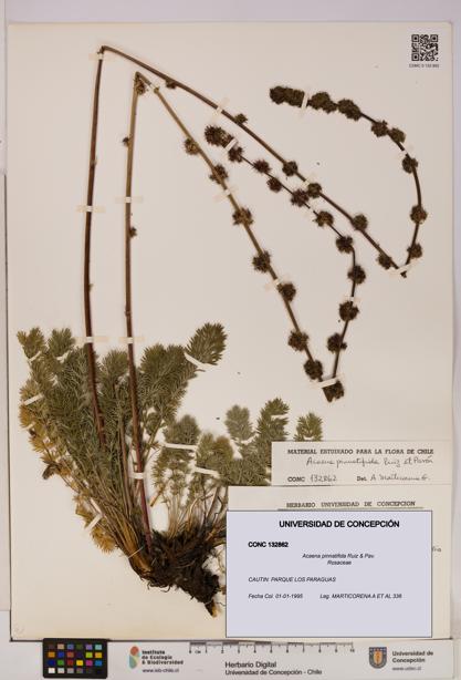 Acaena pinnatifida [Espécimen: UDEC:CONC:0132862]