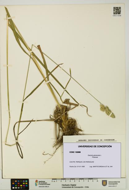 Dactylis glomerata [Espécimen: UDEC:CONC:0132886]