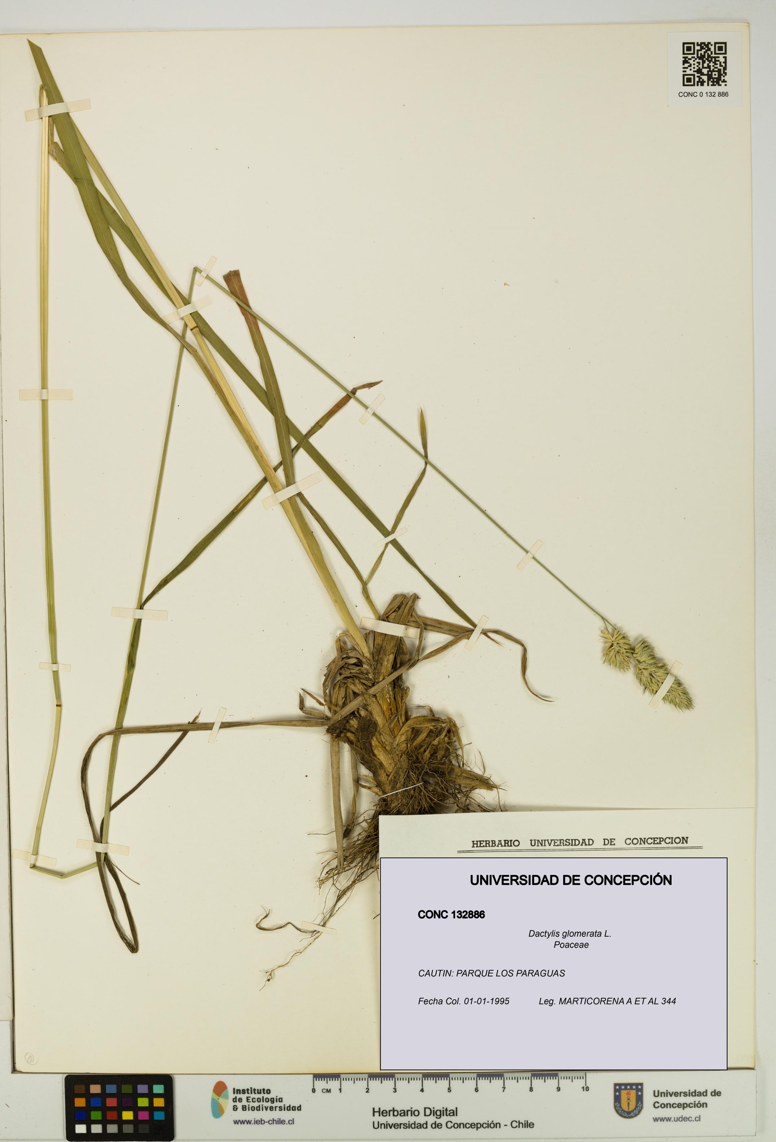 Dactylis glomerata [Espécimen: UDEC:CONC:0132886]