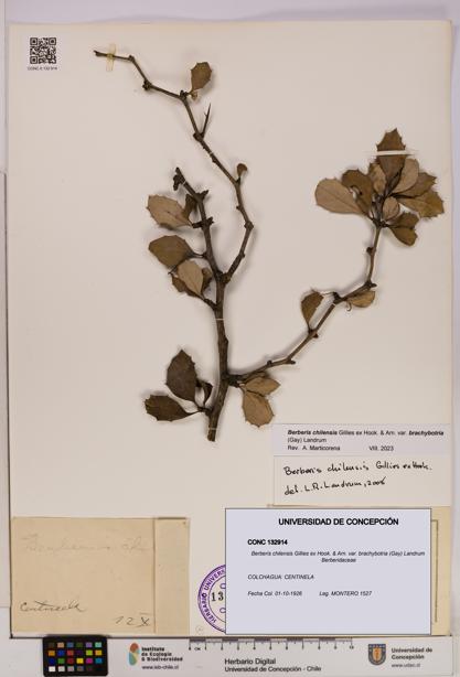 Berberis chilensis var. brachybotria [Espécimen: UDEC:CONC:0132914]