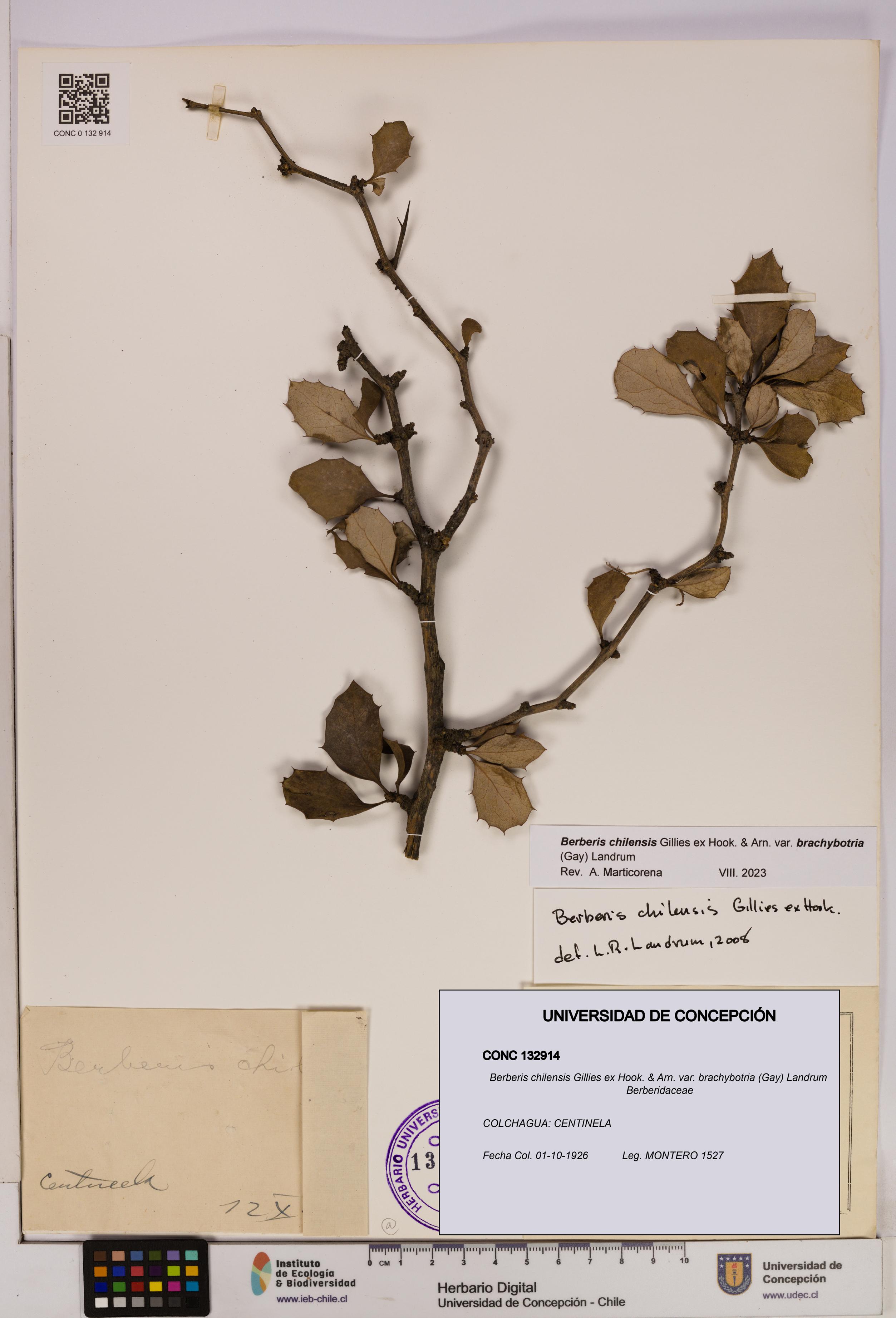Berberis chilensis var. brachybotria [Espécimen: UDEC:CONC:0132914]