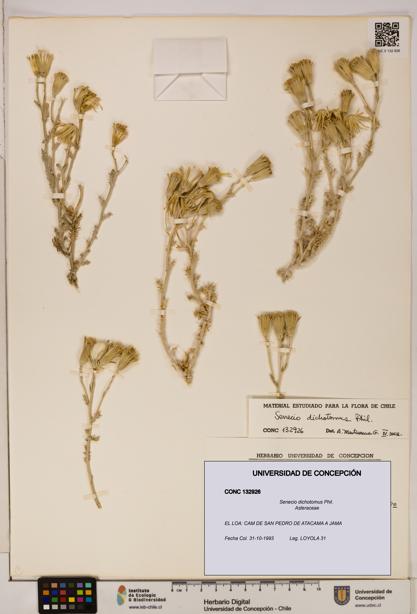 Senecio dichotomus [Espécimen: UDEC:CONC:0132926]