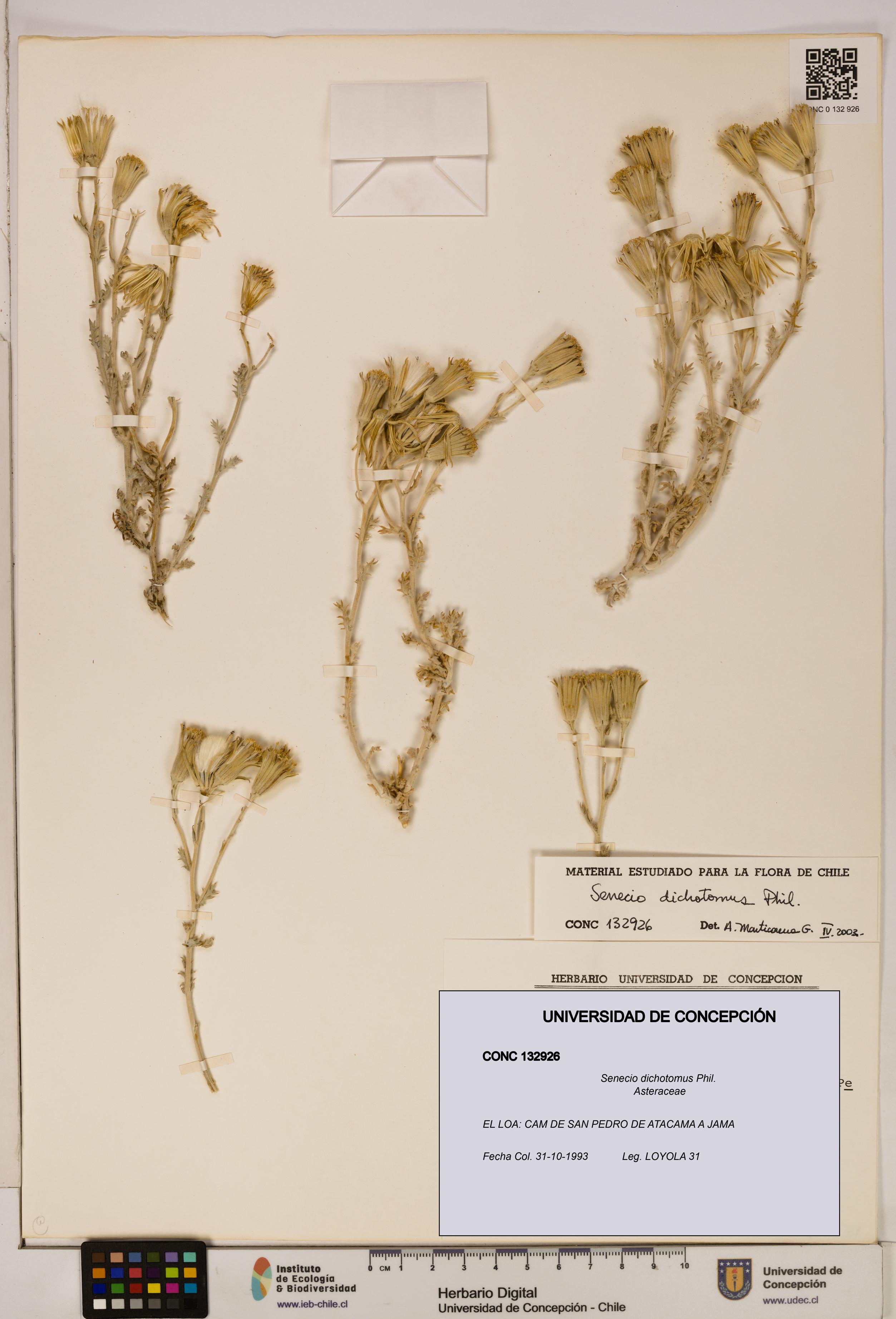 Senecio dichotomus [Espécimen: UDEC:CONC:0132926]