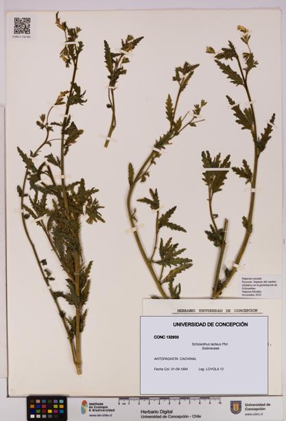 Schizanthus lacteus [Espécimen: UDEC:CONC:0132933]