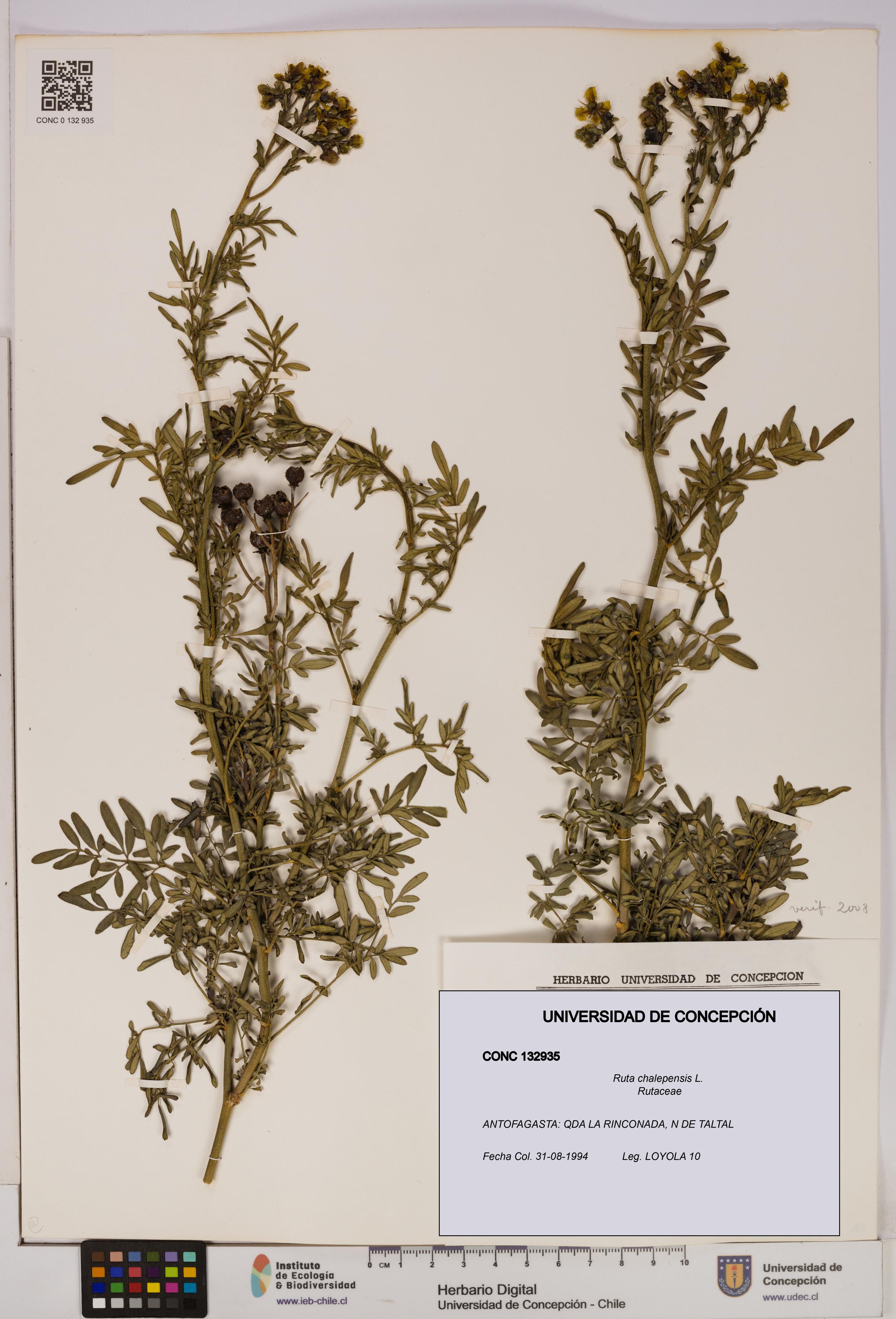 Ruta chalepensis [Espécimen: UDEC:CONC:0132935]