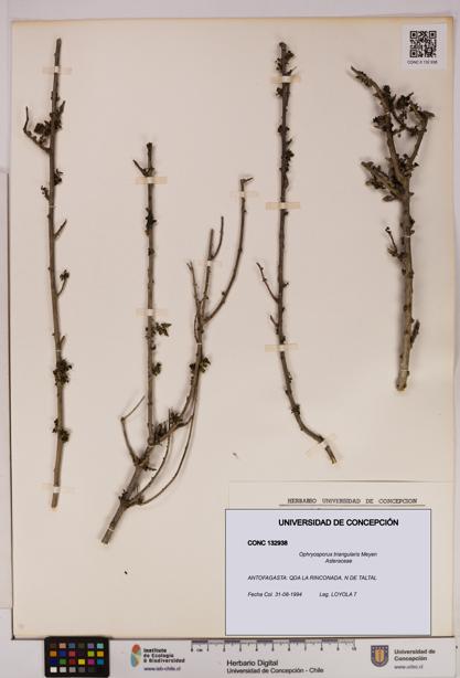 Ophryosporus triangularis [Espécimen: UDEC:CONC:0132938]