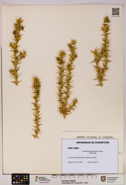 Chuquiraga atacamensis [Espécimen: UDEC:CONC:0132944]