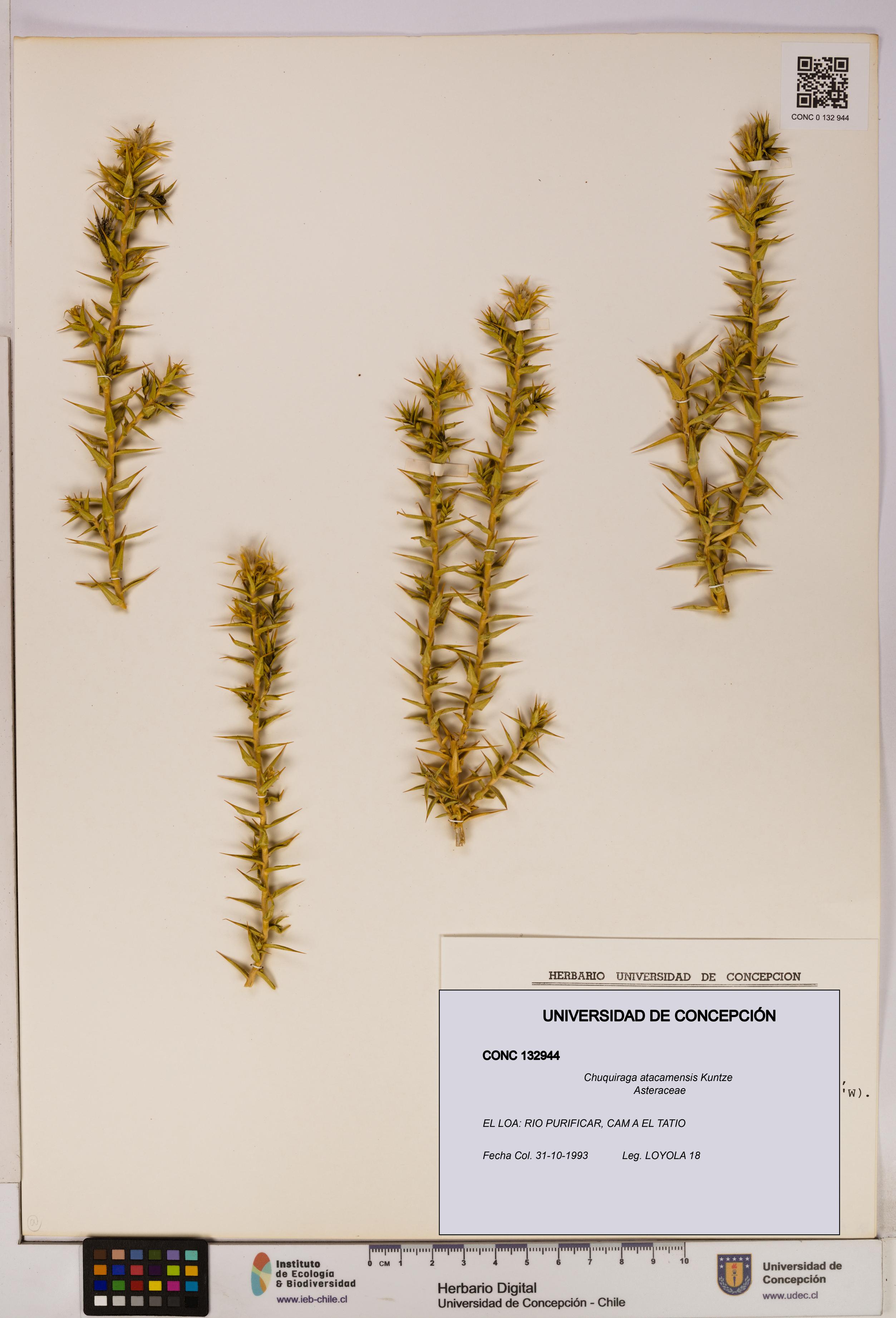 Chuquiraga atacamensis [Espécimen: UDEC:CONC:0132944]