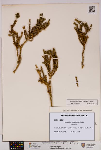 Parastrephia lucida [Espécimen: UDEC:CONC:0132950]
