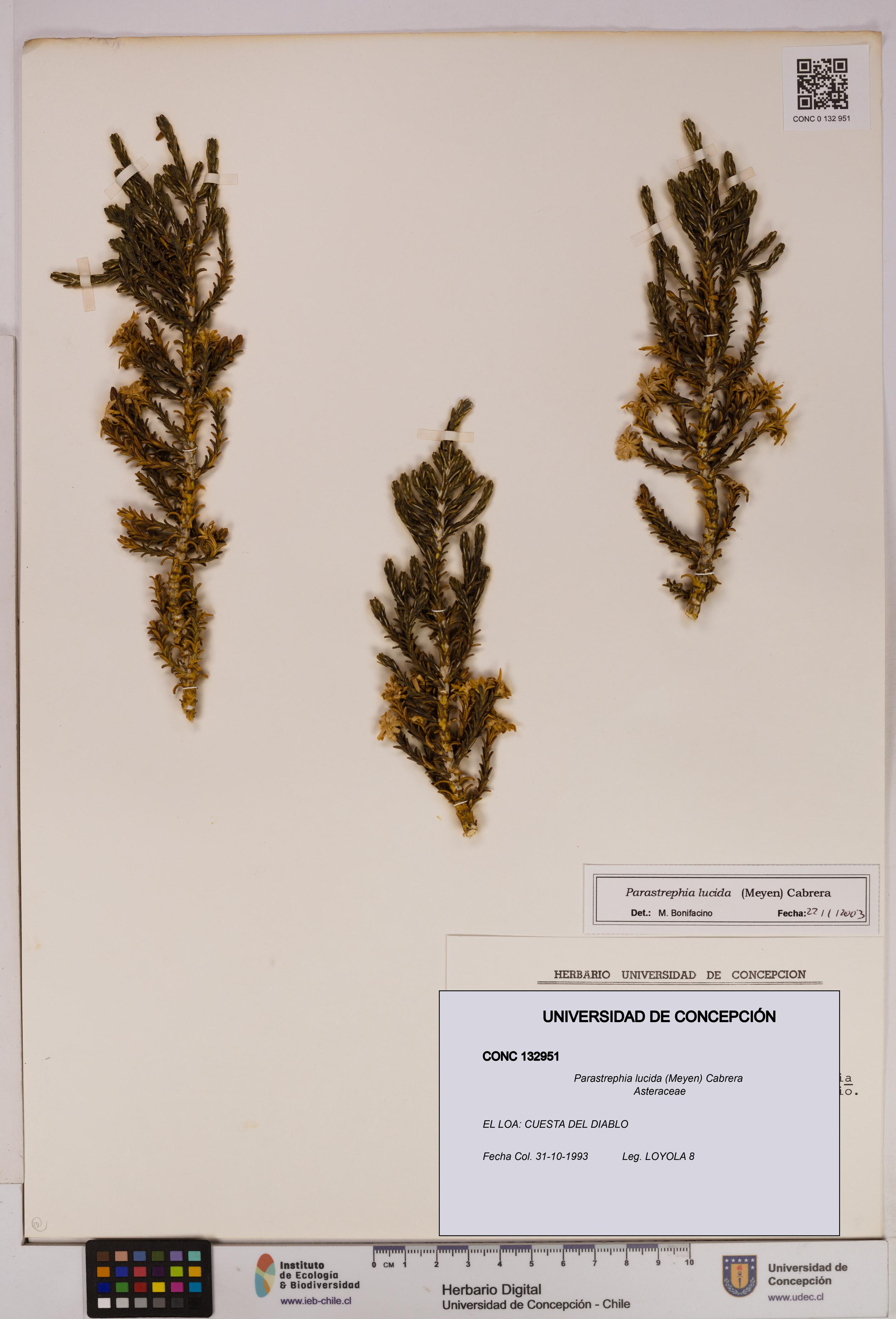 Parastrephia lucida [Espécimen: UDEC:CONC:0132951]