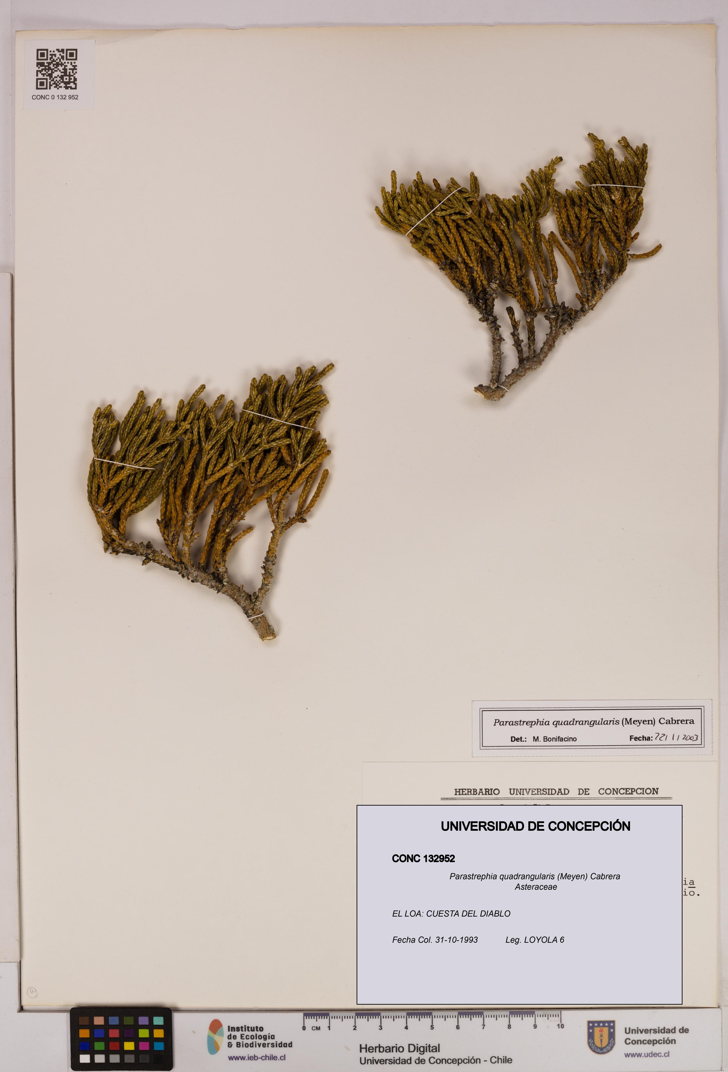 Parastrephia quadrangularis [Espécimen: UDEC:CONC:0132952]