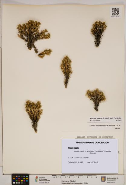 Azorella trisecta [Espécimen: ]