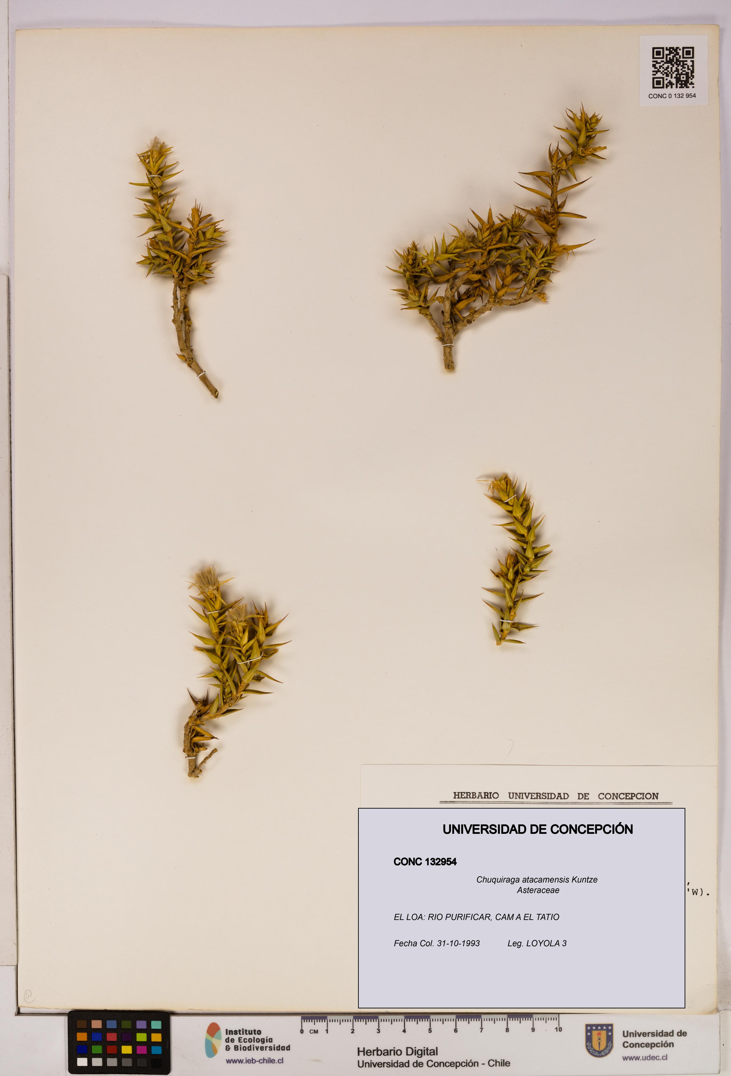 Chuquiraga atacamensis [Espécimen: UDEC:CONC:0132954]