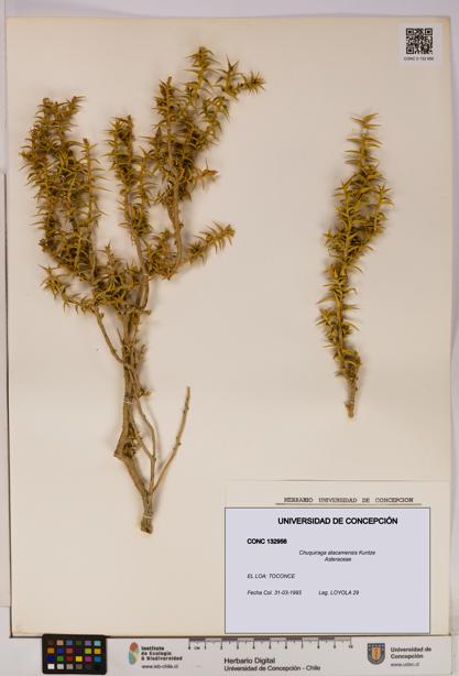 Chuquiraga atacamensis [Espécimen: UDEC:CONC:0132956]