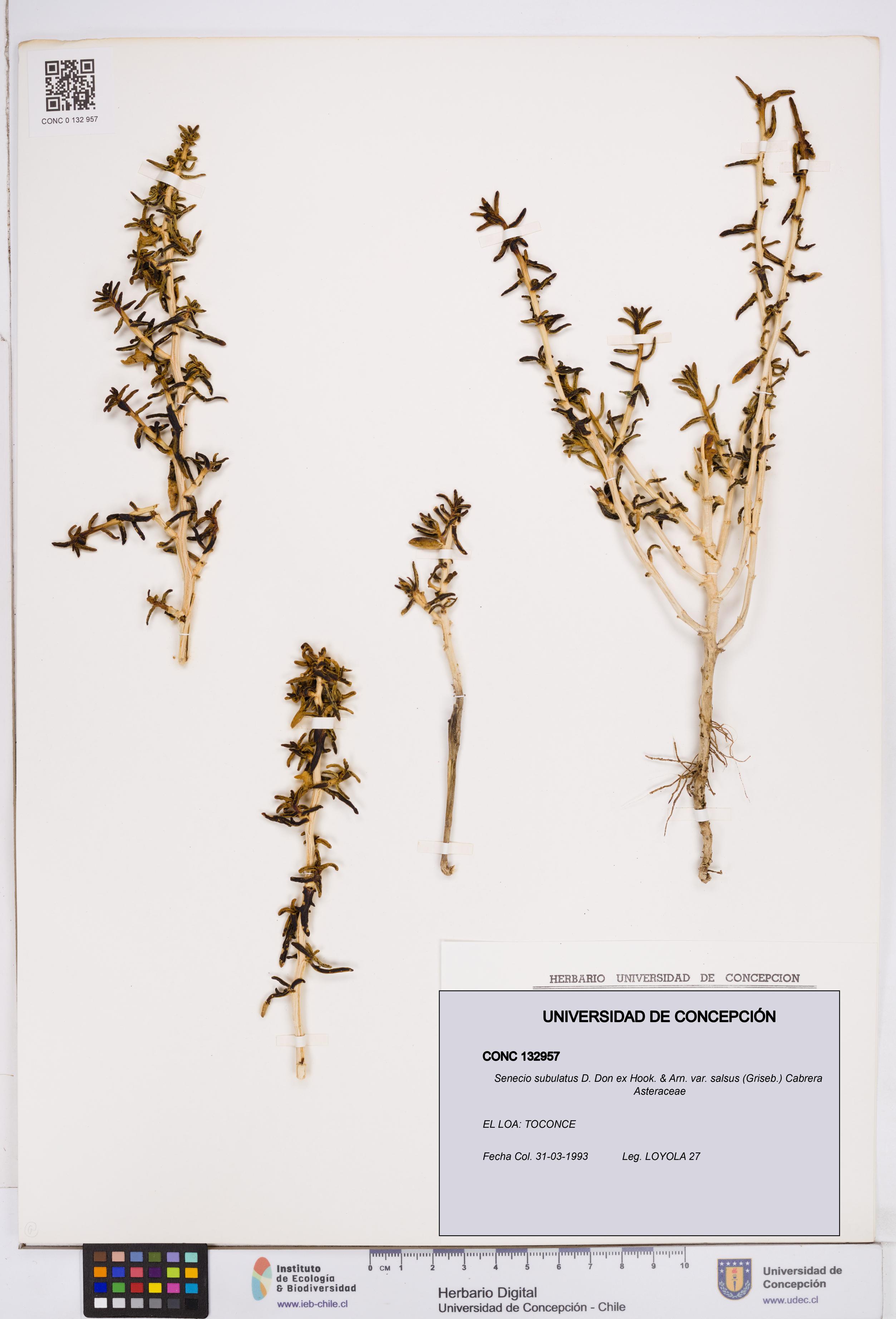 Senecio subulatus [Espécimen: ]