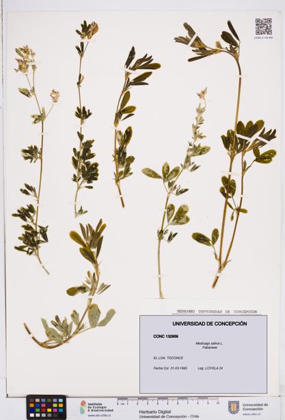 Medicago sativa [Espécimen: ]