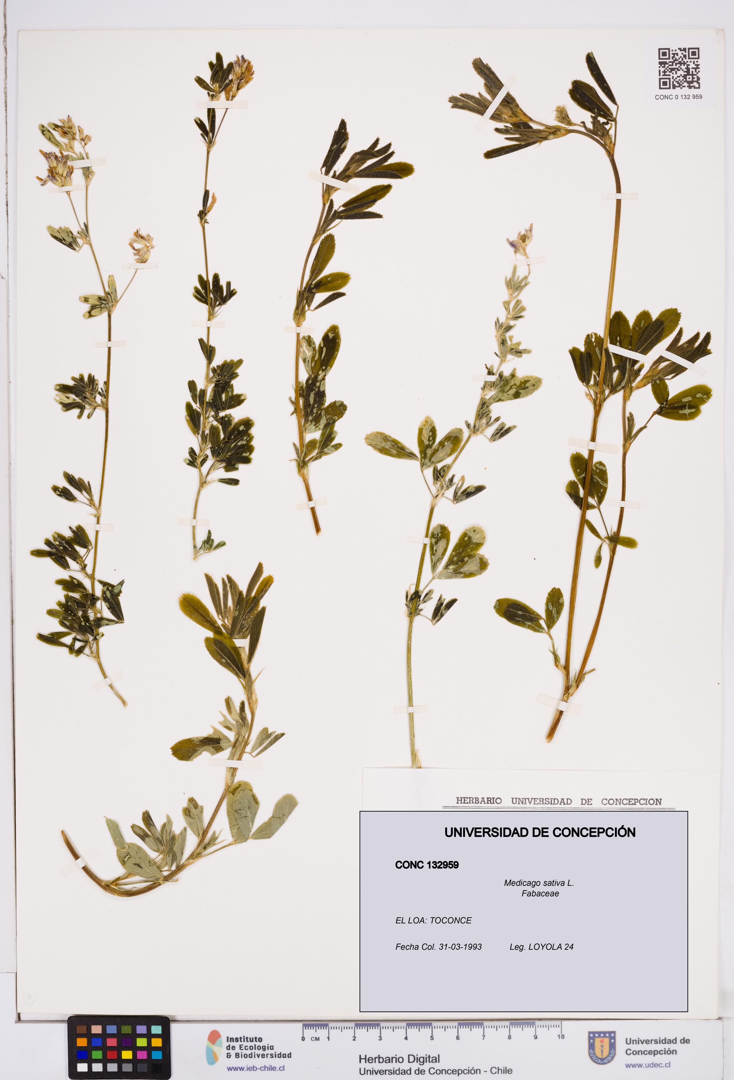 Medicago sativa [Espécimen: ]