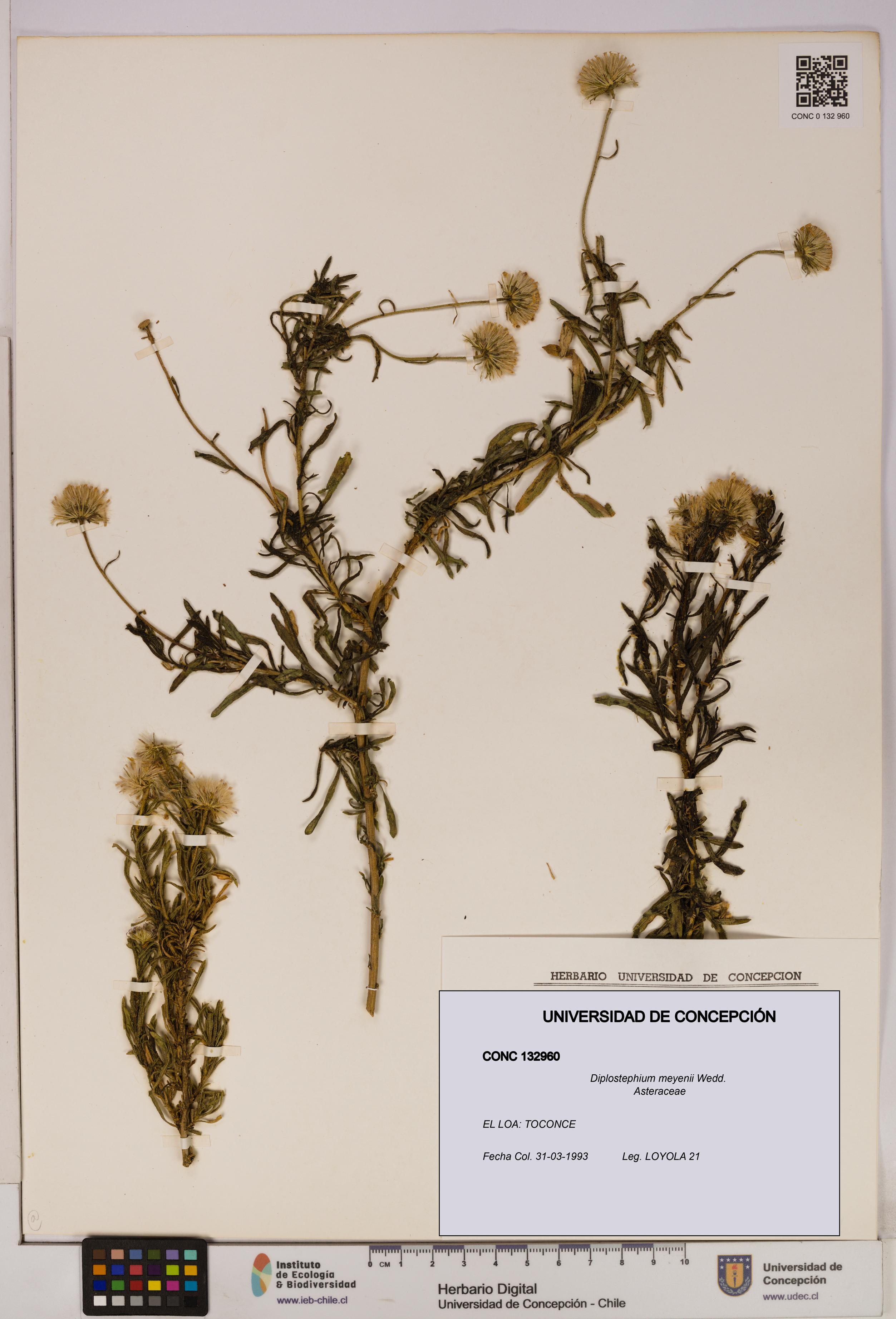 Diplostephium meyenii [Espécimen: UDEC:CONC:0132960]