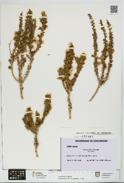 Senecio nutans [Espécimen: UDEC:CONC:0132964]