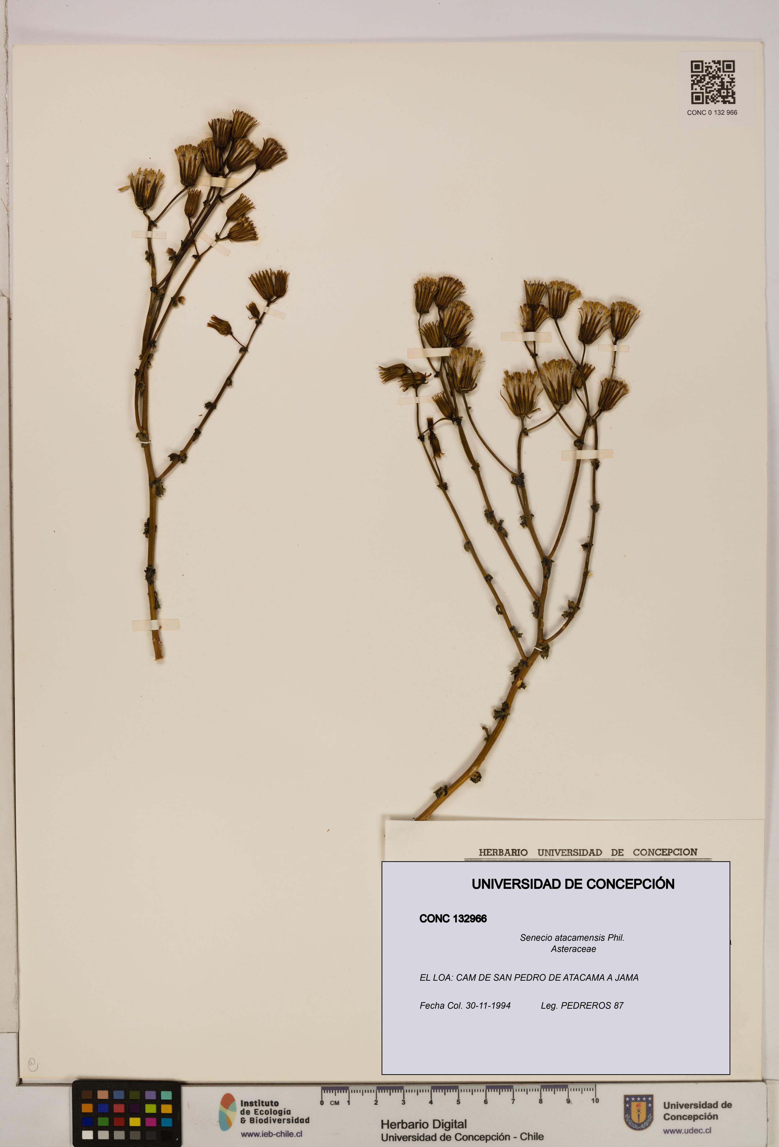 Senecio atacamensis [Espécimen: UDEC:CONC:0132966]