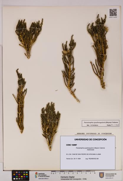 Parastrephia quadrangularis [Espécimen: UDEC:CONC:0132967]