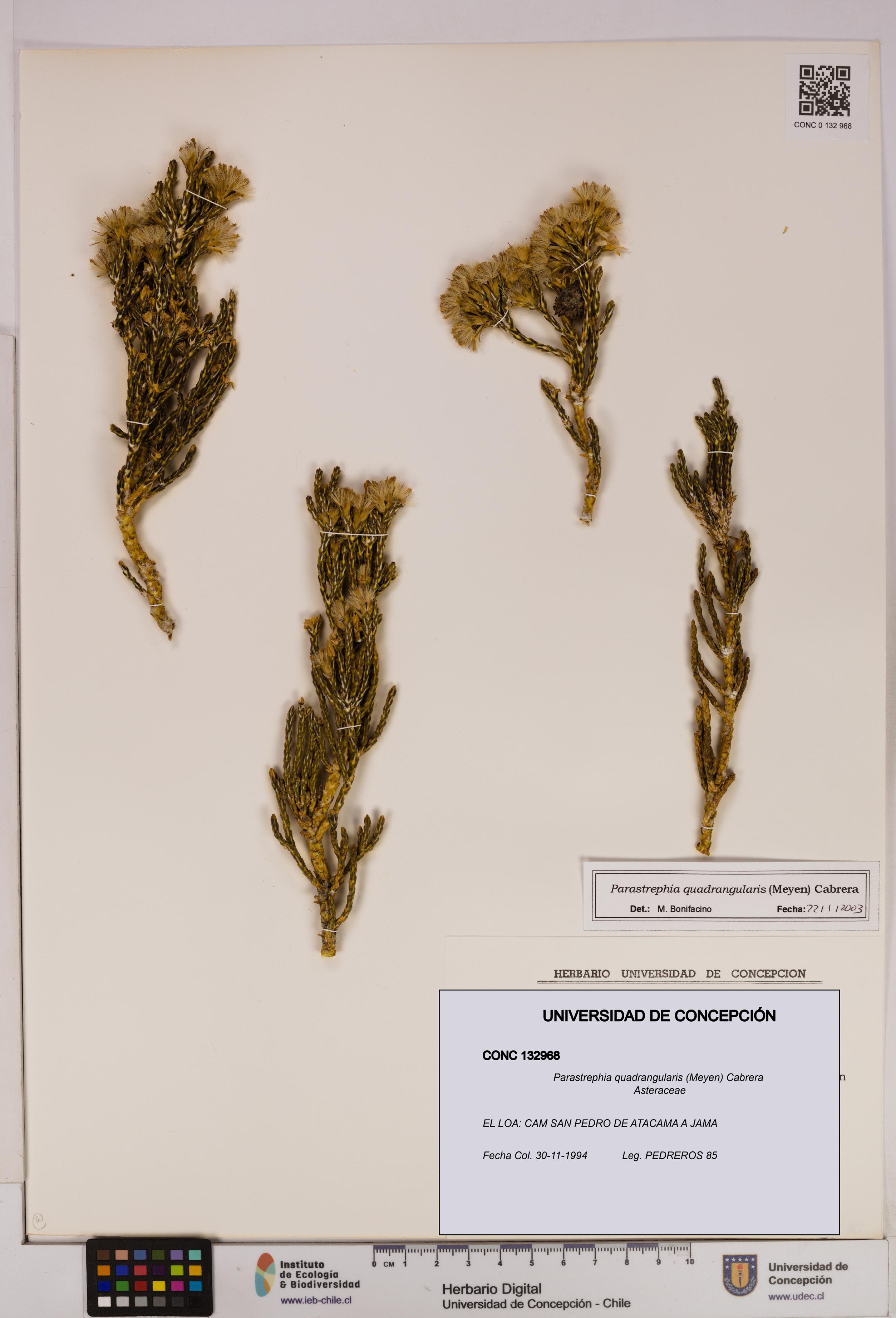 Parastrephia quadrangularis [Espécimen: UDEC:CONC:0132968]