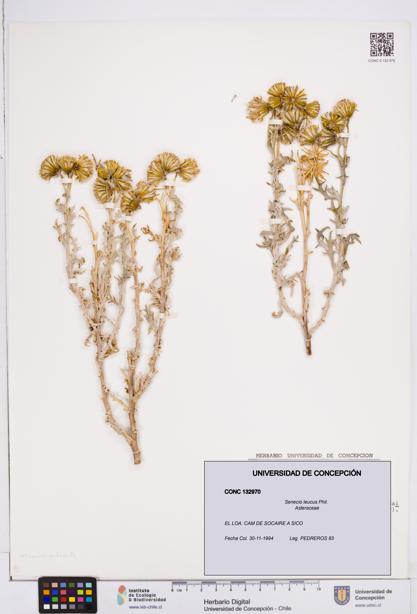 Senecio leucus [Espécimen: ]