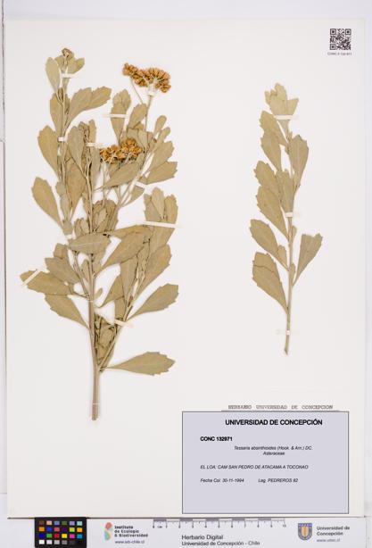 Tessaria absinthioides [Espécimen: ]