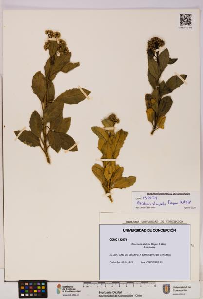 Baccharis alnifolia [Espécimen: UDEC:CONC:0132974]