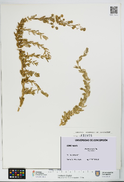 Artemisia copa [Espécimen: UDEC:CONC:0132975]