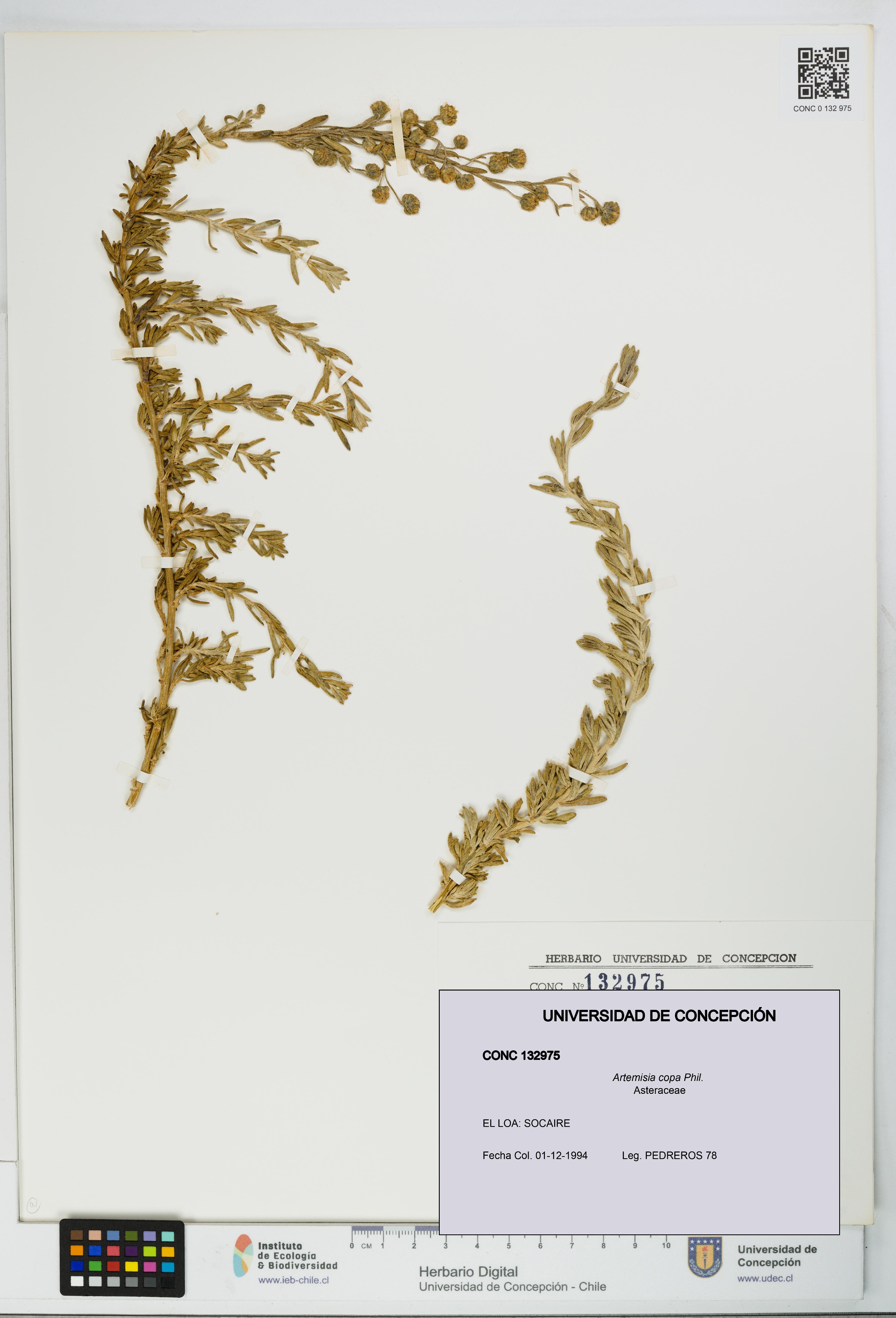 Artemisia copa [Espécimen: UDEC:CONC:0132975]