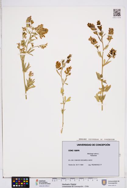 Medicago sativa [Espécimen: ]