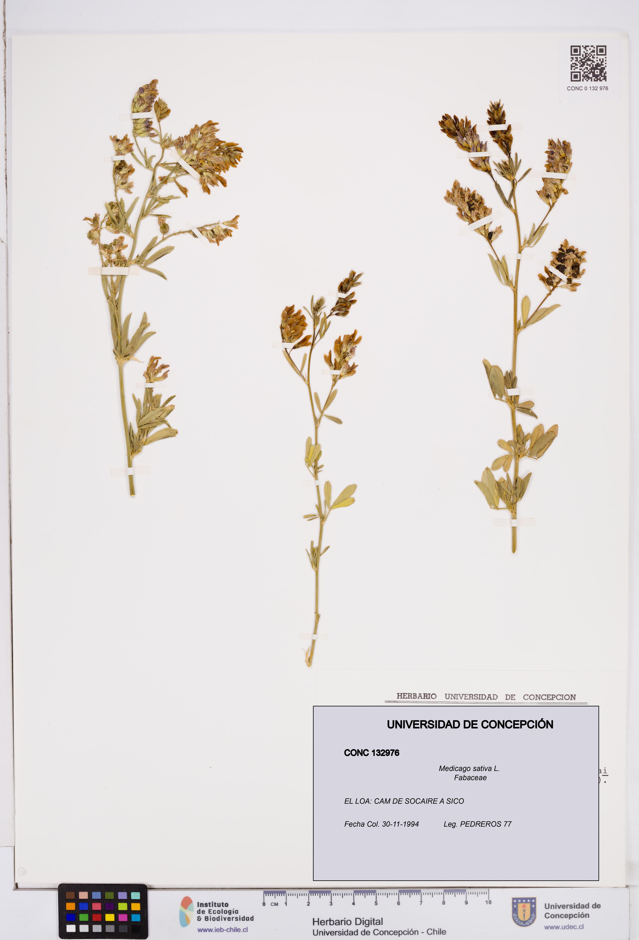 Medicago sativa [Espécimen: ]
