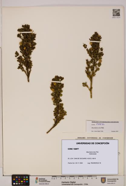 Baccharis tola [Espécimen: UDEC:CONC:0132977]