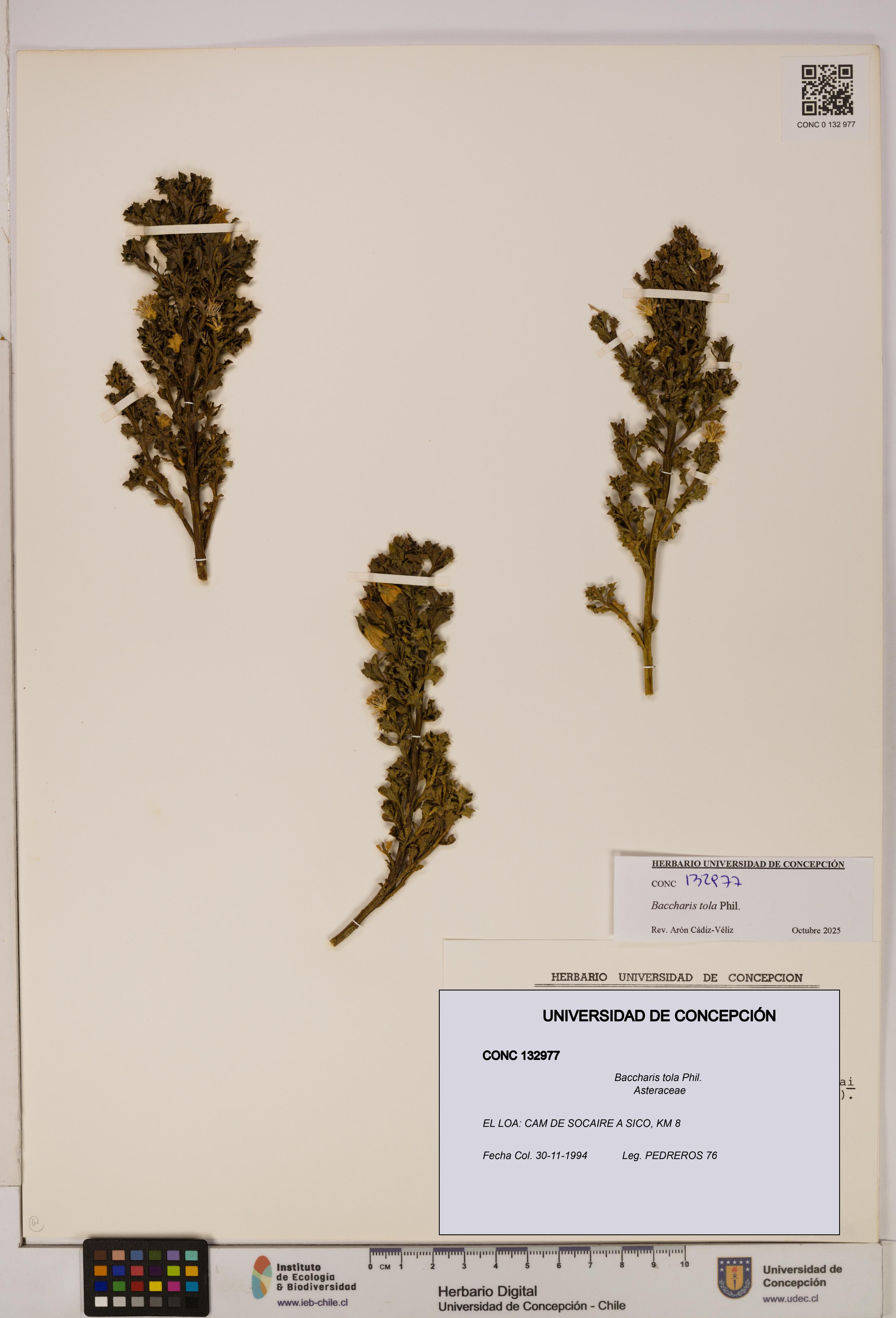 Baccharis tola [Espécimen: UDEC:CONC:0132977]