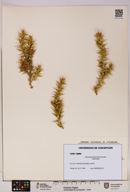 Chuquiraga atacamensis [Espécimen: UDEC:CONC:0132980]