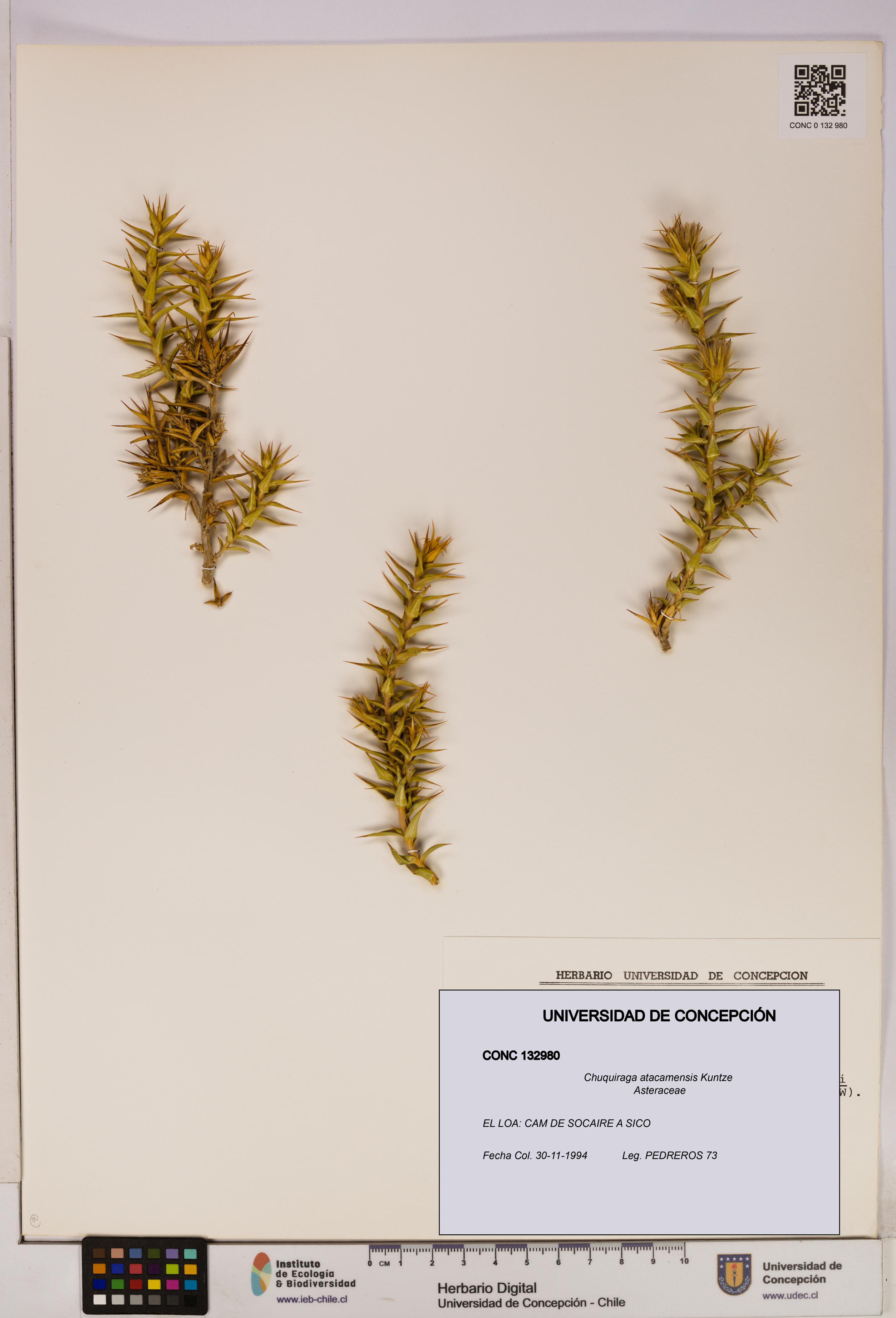 Chuquiraga atacamensis [Espécimen: UDEC:CONC:0132980]